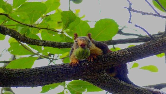 A beautiful squirrel sighted in the Anshi National park