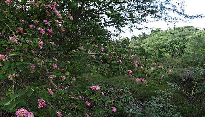 Beautiful lush greens of the Cauvery wildlife sanctuary