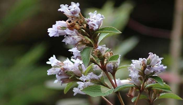 Neelakurinji flower or Strobilanthes kunthianus in Nilgiris