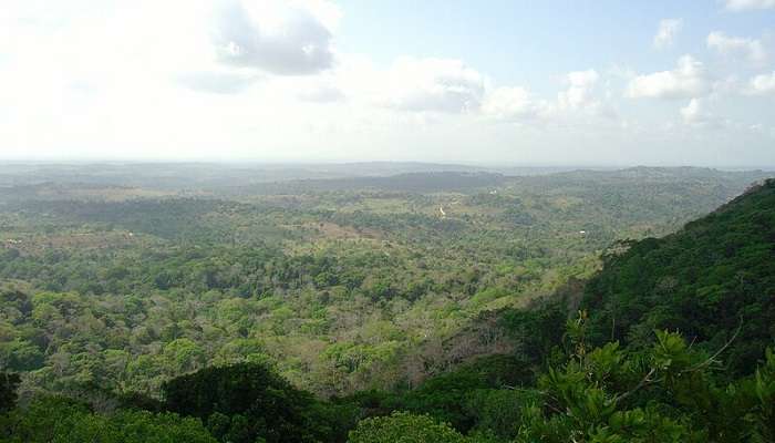 The Shimba Hills National Reserve from a Height