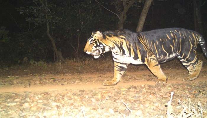  Simlipal National Park is known for the tiger, elephant and hill mynah