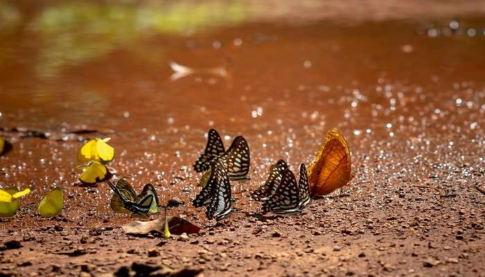 close-up picture of butterflies near the water
