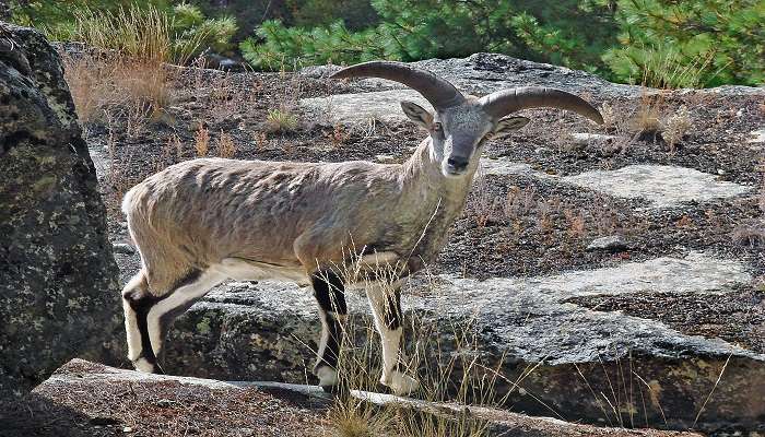 While you are in Lingti Valley you may catch a glimpse of the Himalayan Blue Sheep