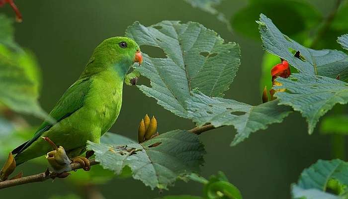 Picture of parrot seen in the Anshi national park