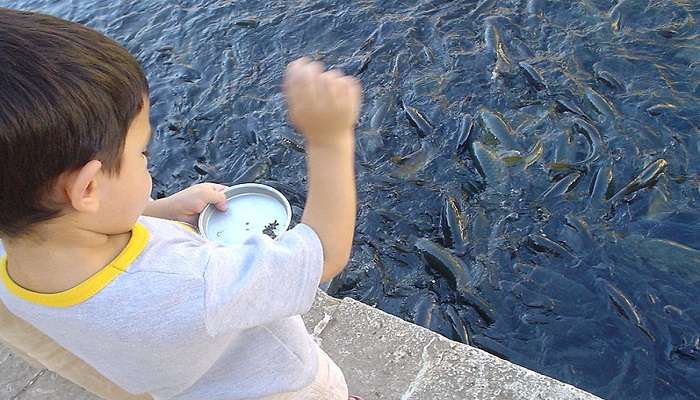 Feeding the catfish with hand