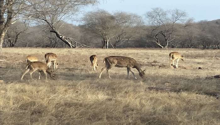 Wildlife in Ranthambore National Park