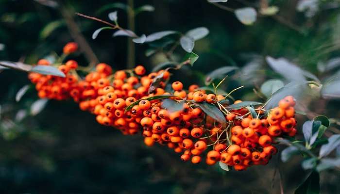 berries at the Kukkal Caves.