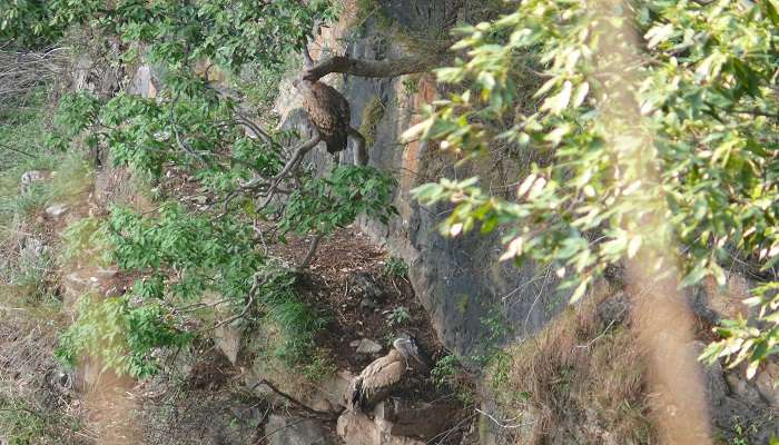 Himalayan vultures during winter migration on carcass at desert national park 