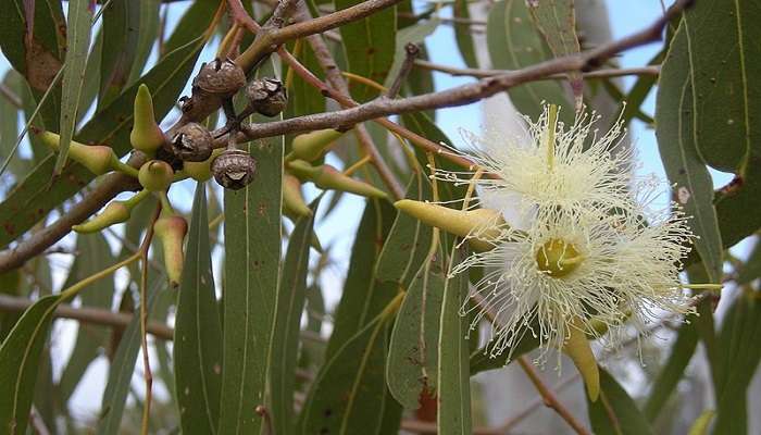 Some of the distinguished trees are Teak, Eucalyptus, Bamboo, and numerous varieties of Figs