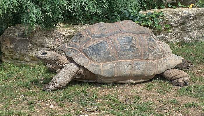 A Giant Galapagos Tortoise at Moyenne Island