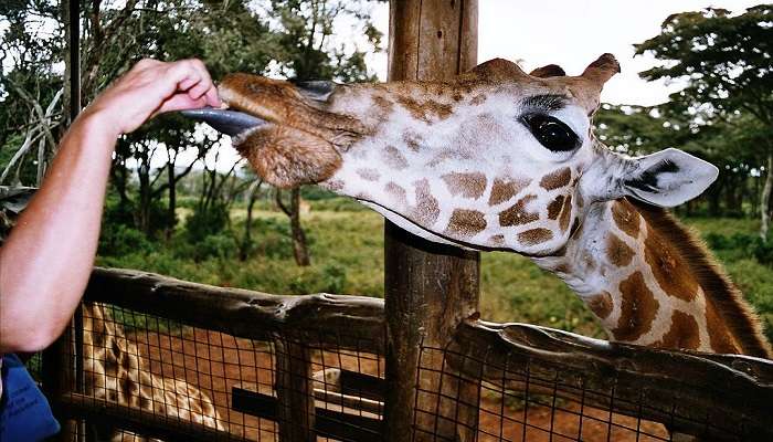 Feeding Giraffes at the Giraffe Centre