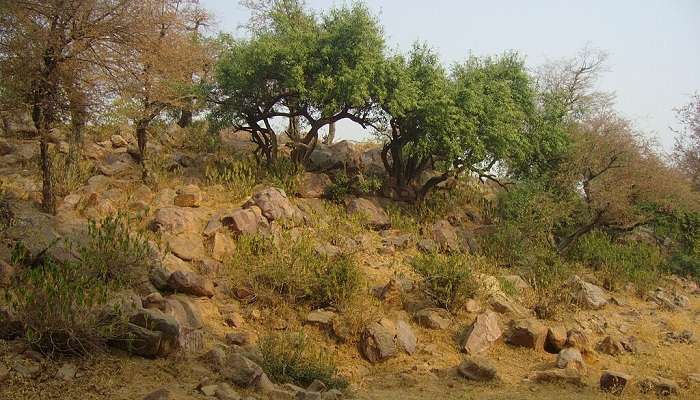 The rocks of Govardhan Hill near Sri Radha Shyam Sundar Temple