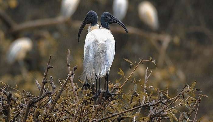 Visit the Gudavi Bird Sanctuary to spot varieties of beautiful birds.