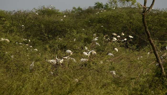 Gudavi Bird Sanctuary, C’est l’une des meilleurs endroits touristiques près de Jog Falls