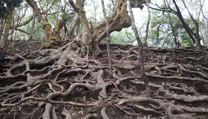 Narrow openings of Kodaikanal Guna Caves