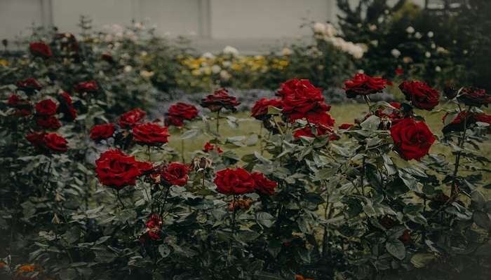 Know the history of Rose Garden