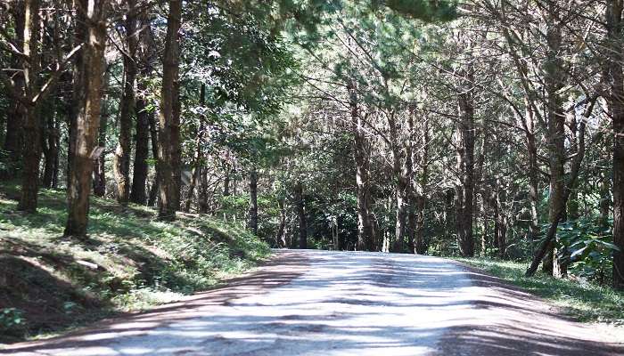 Random roads of Sri lanka under the prune trees. 