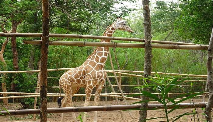 Giraffe in the zoological park