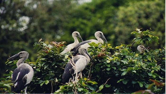 Best ways to Kumarakom Bird Sanctuary