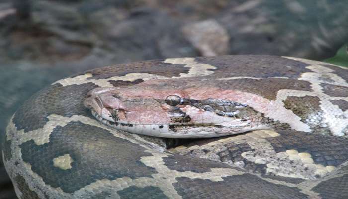 It hosts several types of reptiles, including the Indian rock python