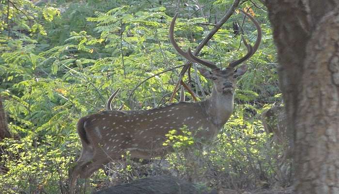  all essential things you must know about deer park yercaud