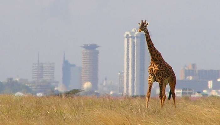 The Nairobi National Park is an absolute must visit for tourists