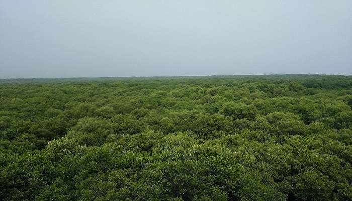 Dense forest of Coringa wildlife sanctuary located near Bhupathipalem Reservoir. 
