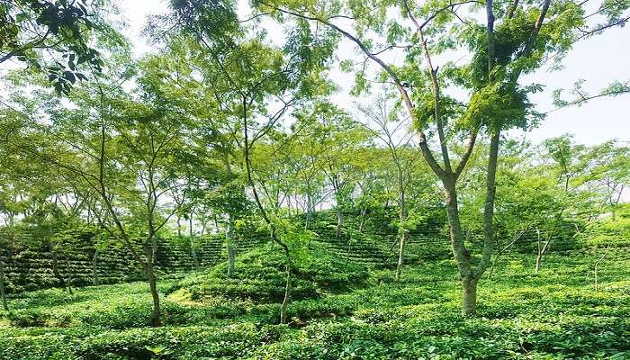 Tea Garden In Kausani, Uttarakhand