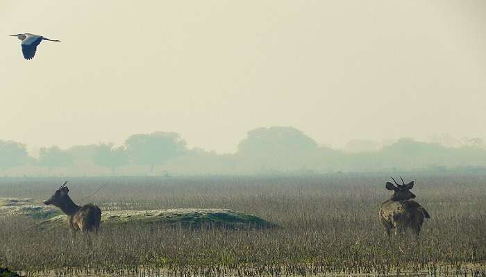 Scenic view of deers inside Keoladeo National Park