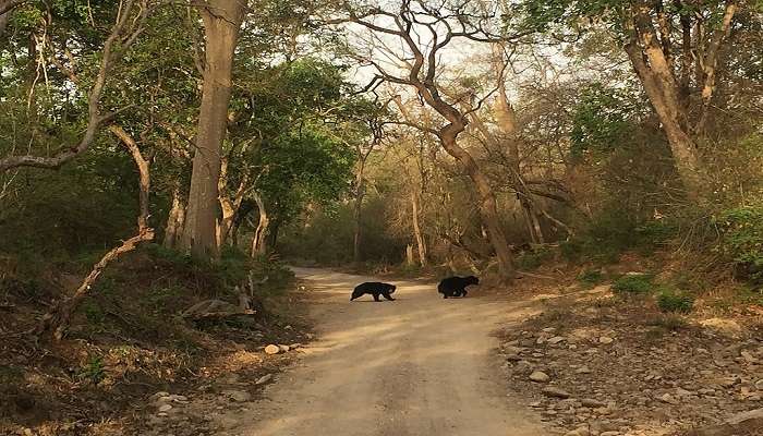 Jim Corbett National Park 