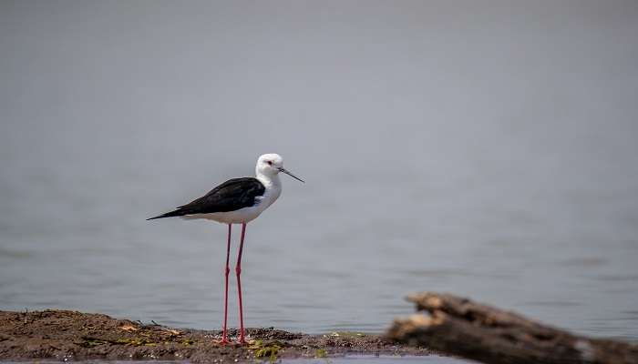 Discover the various species of birds at the Kharmour Wildlife Sanctuary near Cactus Garden Sailana