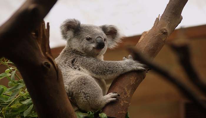 Koala Reserve 