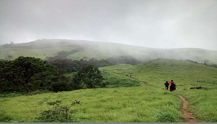 you can go for a trek at Kodachadri Hills