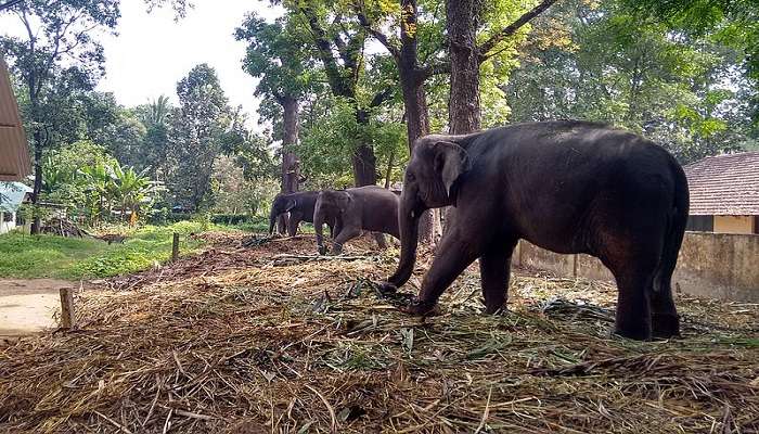 Kodanad Elephant Training Centre near Resorts In Angamaly