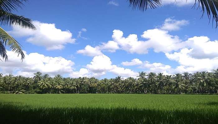  Paddy fields of Konaseema, a popular tourist destination 