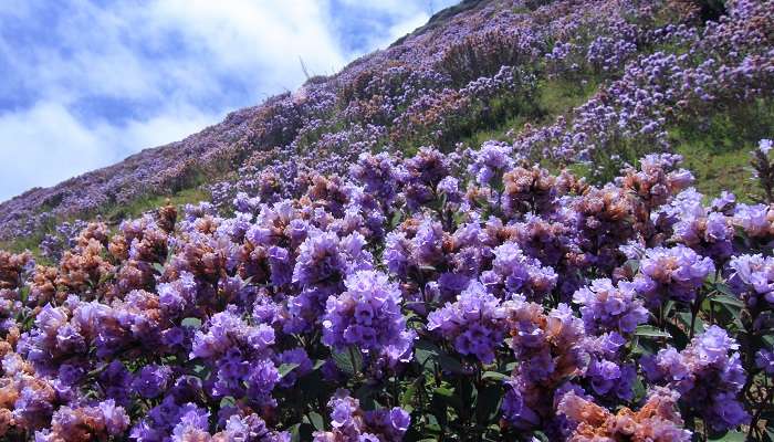 Neelakurinji flowers in full bloom at the Kurinjimala Sanctuary.