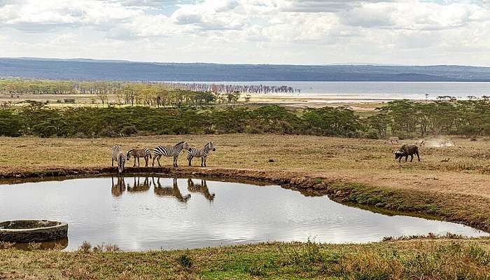 Spot Zebras at Lake Nakuru National Park, Kenya