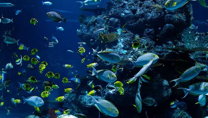 experience the mesmerising marine conversation at the Matsyadarshini Aquarium.