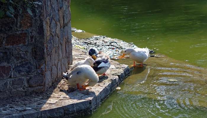 Lodhi Garden - a hotspot for photographers