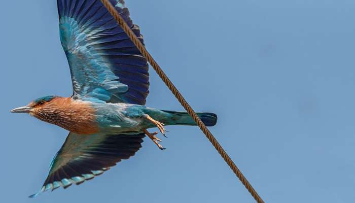 Colourful bird spotted at Madanikunj-Vihara Sthal near Maredumilli