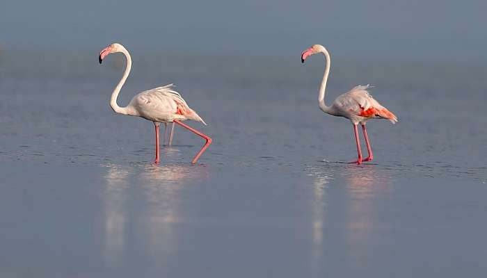 Flamingoes in the lake