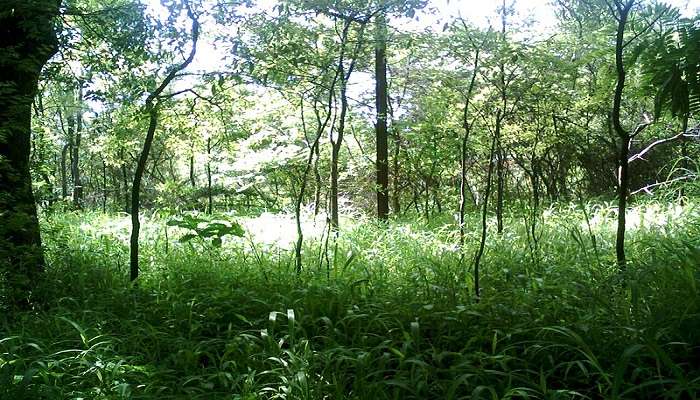 Mammals And Reptiles around the lush greenery. 