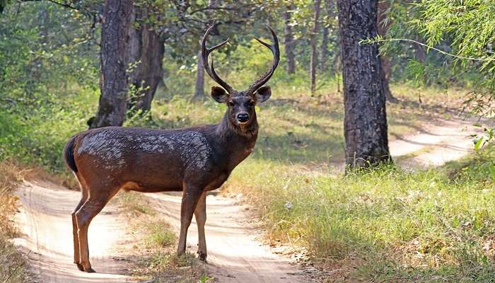 Discover the magic of wildlife in Gujarat.