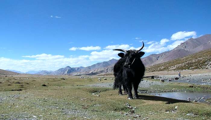 A Yak in Ladakh’s Markha Valley