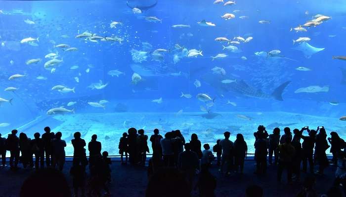 choose the best time to visit the aquarium.