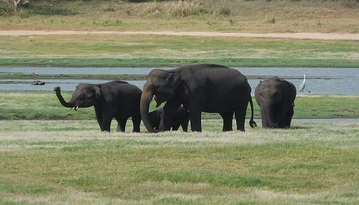 watch elephants at the Minneriya National Park near Wasgamuwa National Park