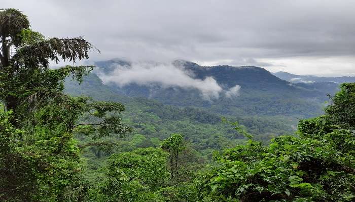 Mookambika Wildlife Sanctuary, Karnataka, one of the top things to do in Kodachadri. 