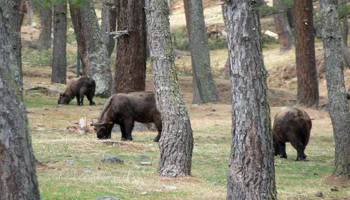 Motithang Takin Preserve to visit.