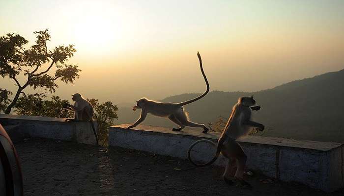 A diverse range of flora and fauna at the Mount Abu Wildlife Sanctuary.