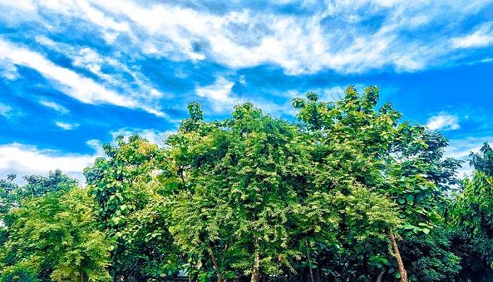 KBR National Park Hyderabad, which represents the active ecosystem and the park’s archive of Mexican wild populations